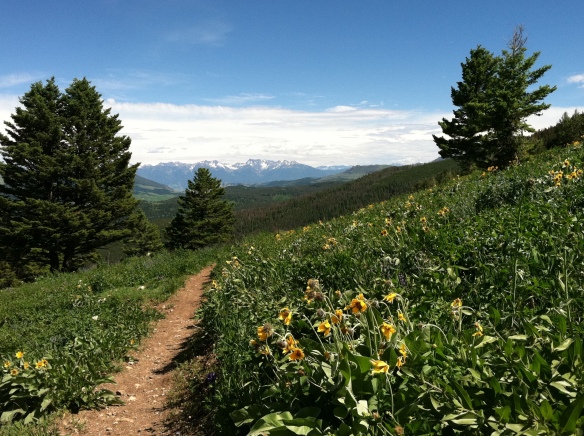 trail through meadow with flower and mountains in distance